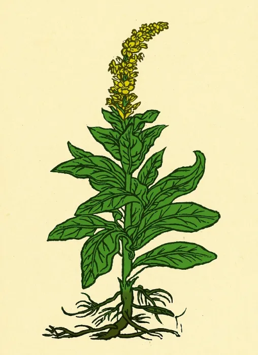 Framed Print : Mullein. The mullein (verbascum thapsus) native to Europe