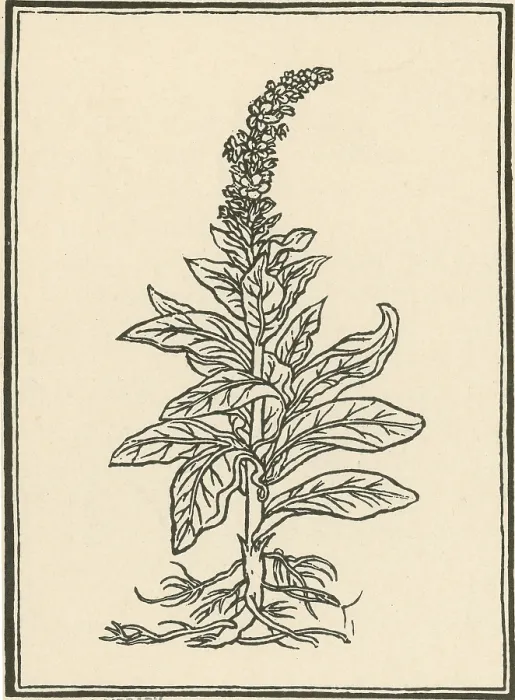 Framed Print : Mullein. The mullein (verbascum thapsus) native to Europe