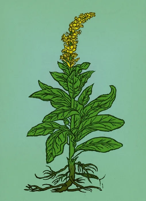 Framed Print : Mullein. The mullein (verbascum thapsus) native to Europe Framed Print : Mullein. The mullein (verbascum thapsus) native to Europe