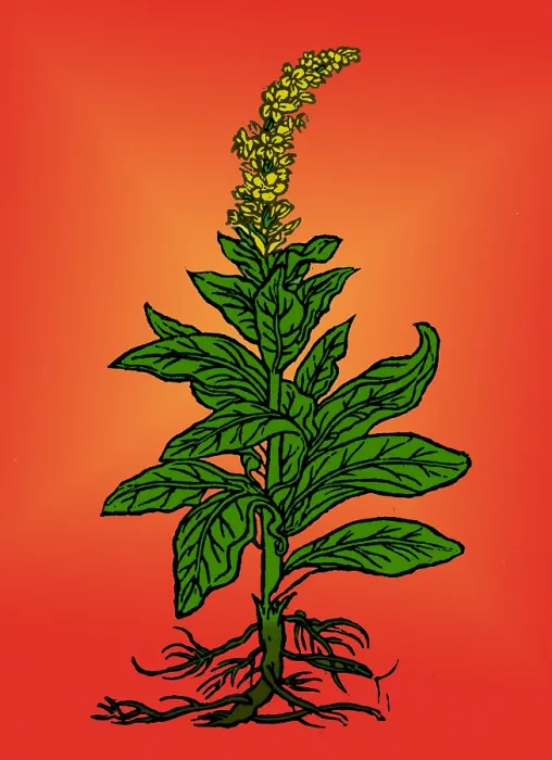 Framed Print : Mullein. The mullein (verbascum thapsus) native to Europe
