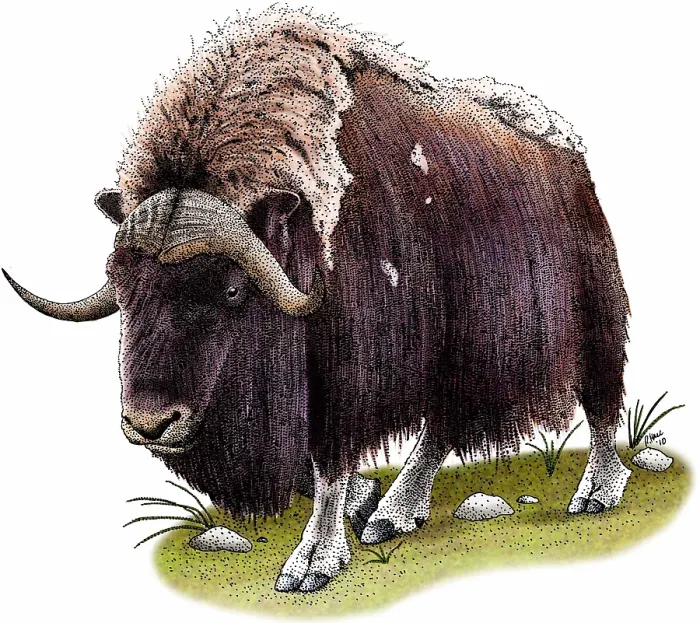 Framed Print : Musk Ox. Illustration of a Musk Ox (Ovibos moschatus) Framed Print : Musk Ox. Illustration of a Musk Ox (Ovibos moschatus)