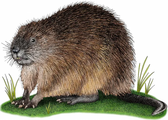 Framed Print : Muskrat, Ondatra zibethicus Framed Print : Muskrat, Ondatra zibethicus