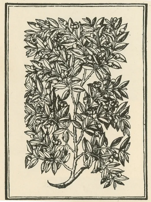 Framed Print : Myrtle, Alchemy Plant