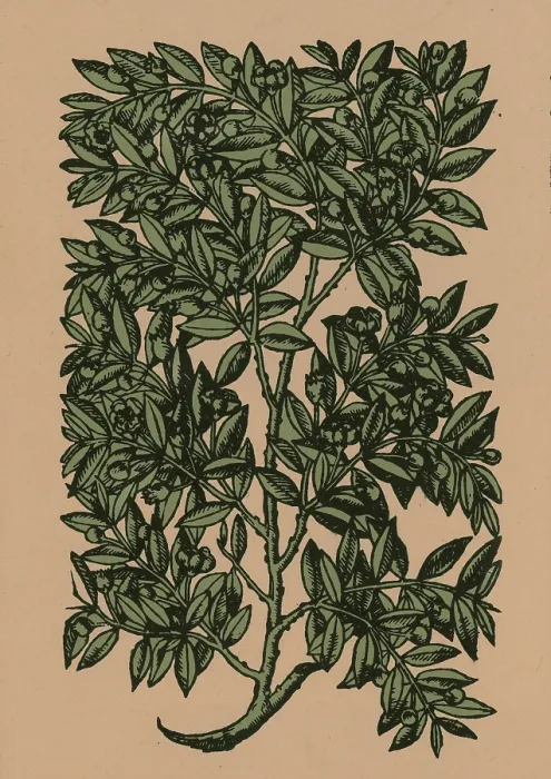 Framed Print : Myrtle, Alchemy Plant Framed Print : Myrtle, Alchemy Plant