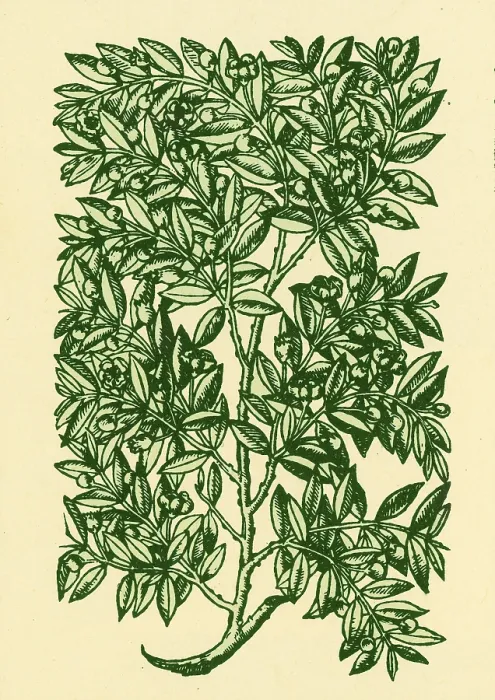 Framed Print : Myrtle, Alchemy Plant Framed Print : Myrtle, Alchemy Plant