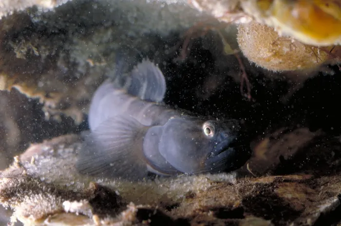Framed Print : Naked Goby Guarding Eggs