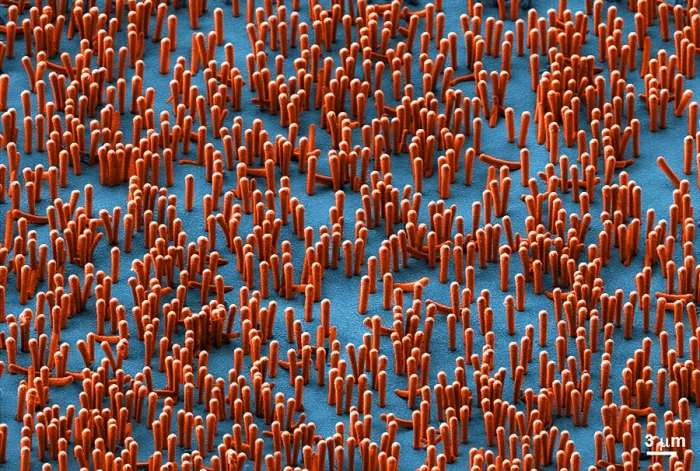 Framed Print : Nanowire Lithium-ion Batteries, scanning electron micrograph