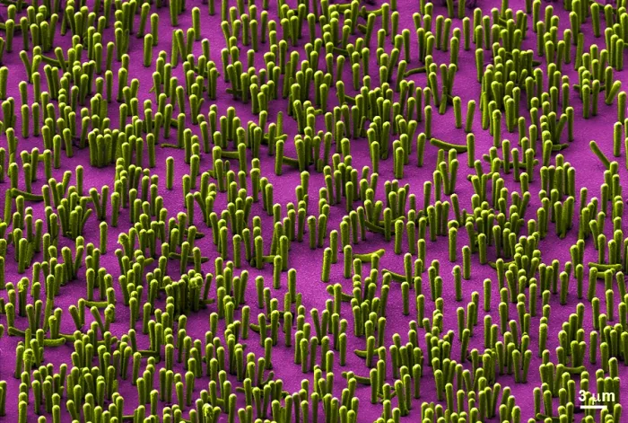 Framed Print : Nanowire Lithium-ion Batteries, scanning electron micrograph Framed Print : Nanowire Lithium-ion Batteries, scanning electron micrograph