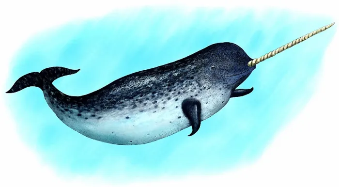 Framed Print : Narwhal whale
