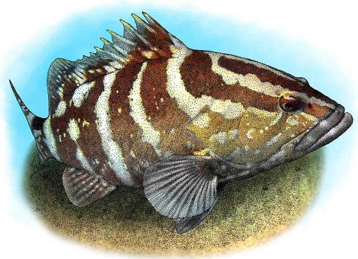 Framed Print : Nassau Grouper Framed Print : Nassau Grouper