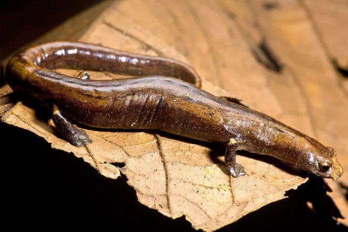 Framed Print : Nauta Palm Foot Salamander