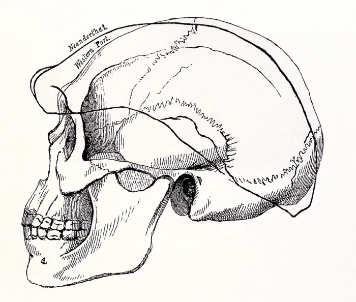 Framed Print : Neanderthal Skull Framed Print : Neanderthal Skull