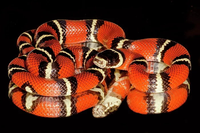Framed Print : Nelson's milksnake (Lampropeltis triangulum nelsoni) Framed Print : Nelson's milksnake (Lampropeltis triangulum nelsoni)