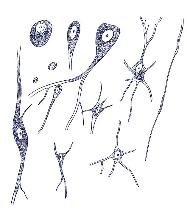 Framed Print : Nerve Cell Types, Von Kolliker, 1852