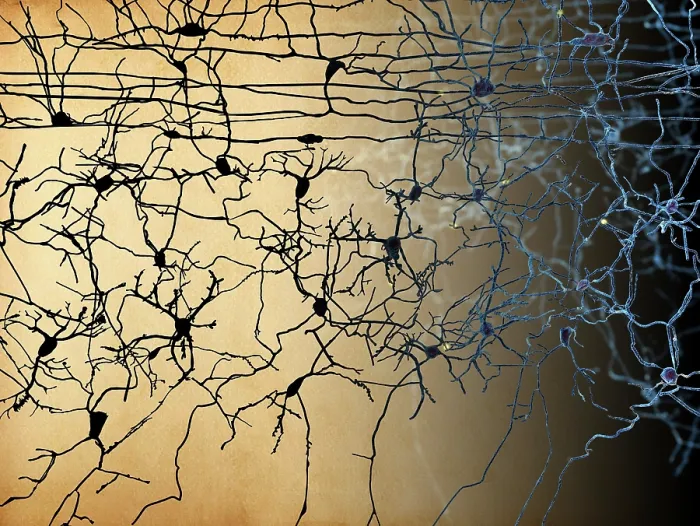Framed Print : Nerve cells, artwork Framed Print : Nerve cells, artwork