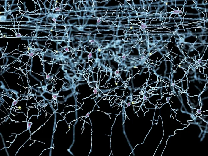 Framed Print : Nerve cells, artwork Framed Print : Nerve cells, artwork