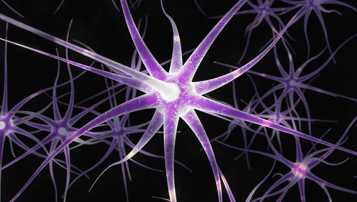 Framed Print : Nerve Cells, Illustration