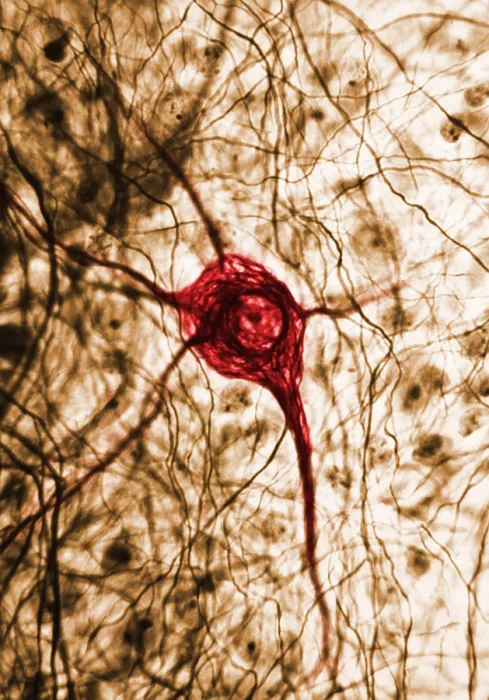 Framed Print : Nervous System, Neuron, TEM Framed Print : Nervous System, Neuron, TEM