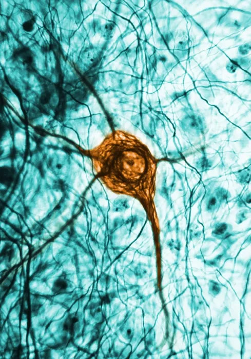 Framed Print : Nervous System, Neuron, TEM Framed Print : Nervous System, Neuron, TEM