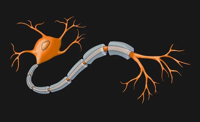 Framed Print : Neuron with Healthy Myelin Sheath Framed Print : Neuron with Healthy Myelin Sheath