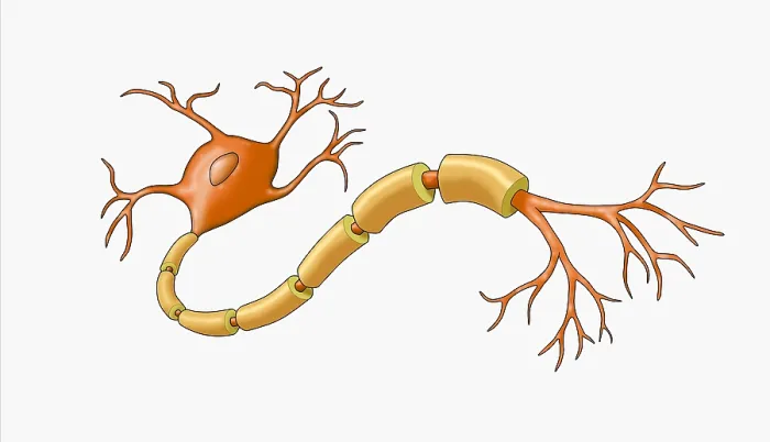 Framed Print : Neuron with Healthy Myelin Sheath Framed Print : Neuron with Healthy Myelin Sheath