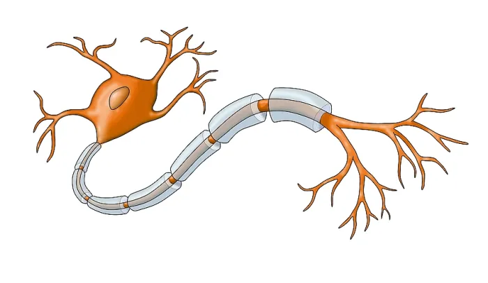 Framed Print : Neuron with Healthy Myelin Sheath Framed Print : Neuron with Healthy Myelin Sheath