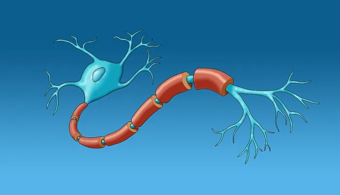 Framed Print : Neuron with Healthy Myelin Sheath Framed Print : Neuron with Healthy Myelin Sheath