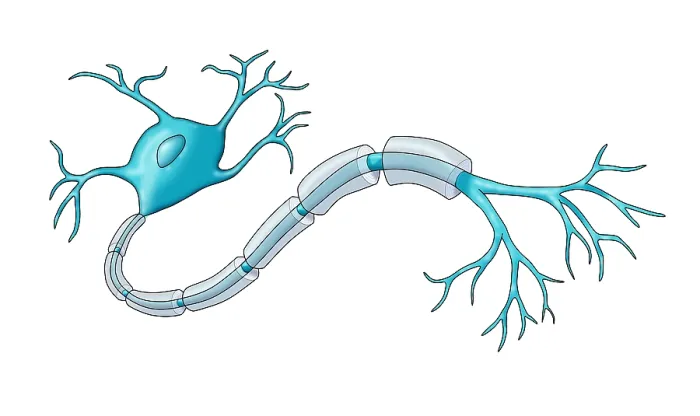 Framed Print : Neuron with Healthy Myelin Sheath, medical illustration Framed Print : Neuron with Healthy Myelin Sheath, medical illustration