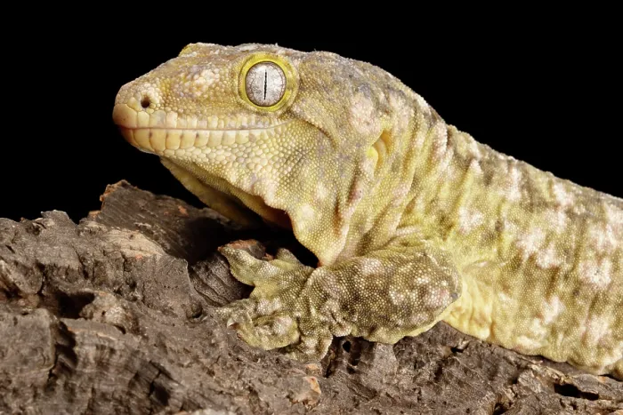 Framed Print : New Caledonia Giant Gecko Framed Print : New Caledonia Giant Gecko