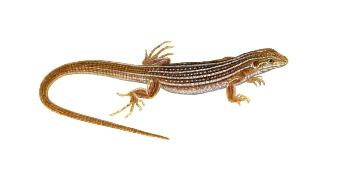 Framed Print : New Mexico Whiptail Lizard Framed Print : New Mexico Whiptail Lizard