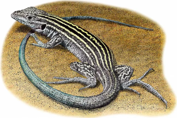 Framed Print : New Mexico Whiptail Lizard Framed Print : New Mexico Whiptail Lizard