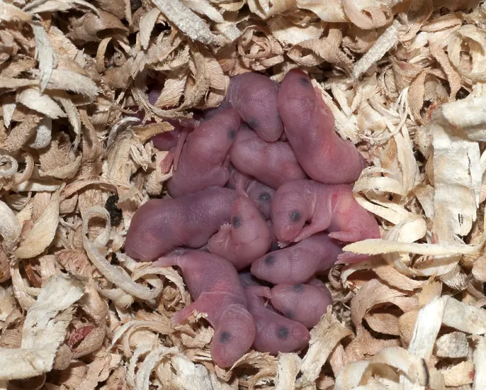 Framed Print : Newborn Mice Framed Print : Newborn Mice