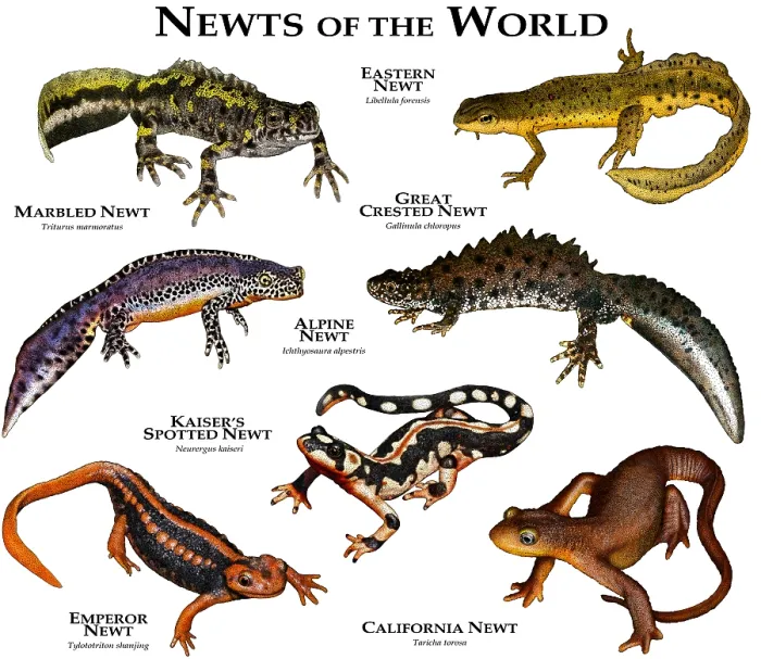Framed Print : Newts of the World Framed Print : Newts of the World