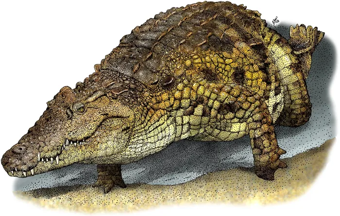 Framed Print : Nile Crocodile