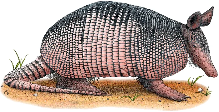 Framed Print : Nine-Banded Armadillo