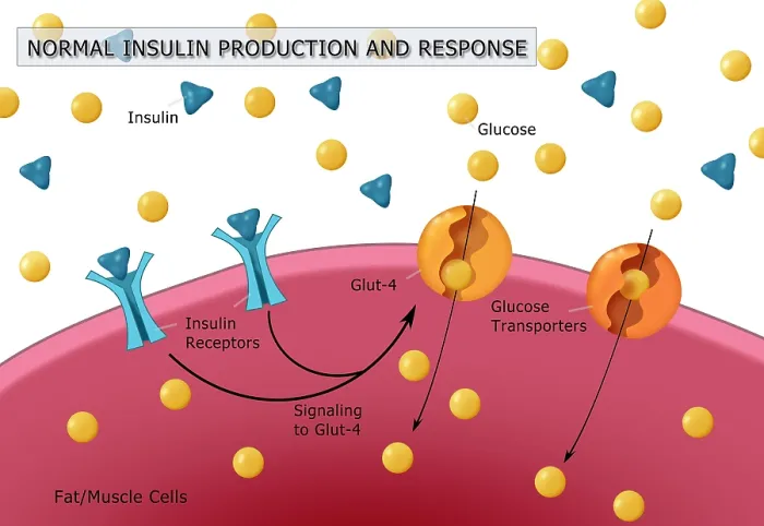Framed Print : Normal, healthy insulin & glucose production diagram, GLUT4, insulin receptor, medical illustration Framed Print : Normal, healthy insulin & glucose production diagram, GLUT4, insulin receptor, medical illustration