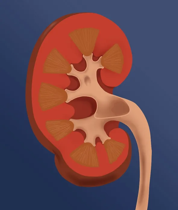 Framed Print : Normal Human Kidney Framed Print : Normal Human Kidney