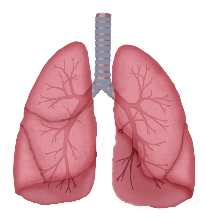 Framed Print : Normal lungs Framed Print : Normal lungs