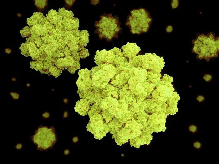 Framed Print : Norovirus, artwork