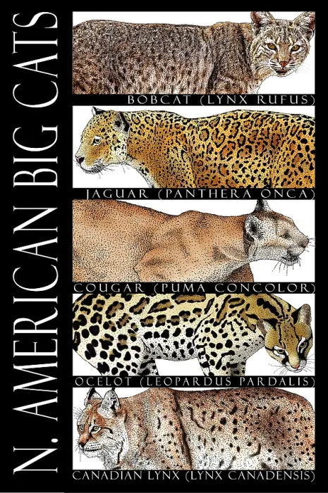 Framed Print : North American Big Cats, Poster Framed Print : North American Big Cats, Poster