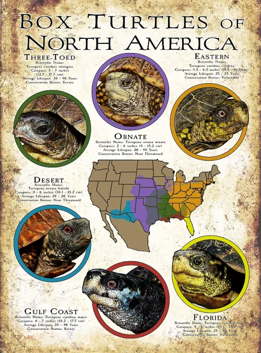 Framed Print : North American Box Turtles