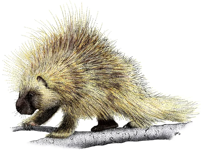 Framed Print : North American Porcupine Framed Print : North American Porcupine