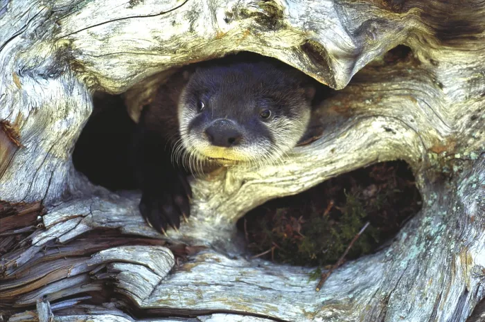 Framed Print : North American River Otter Framed Print : North American River Otter