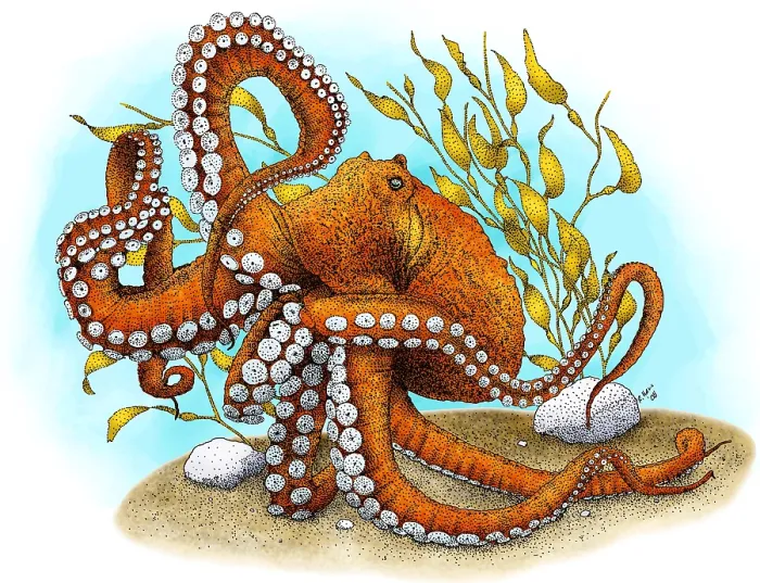 Framed Print : North Pacific Giant Octopus