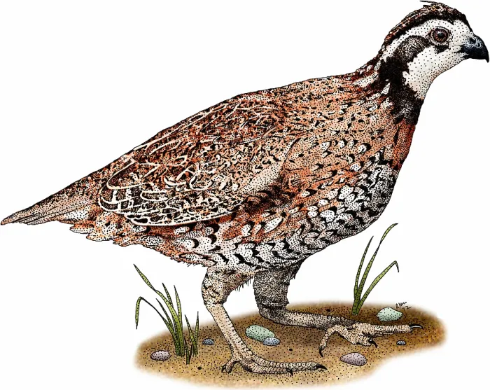 Framed Print : Northern bobwhite quail