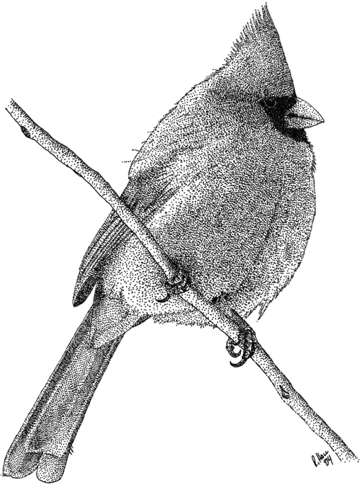 Framed Print : Northern Cardinal