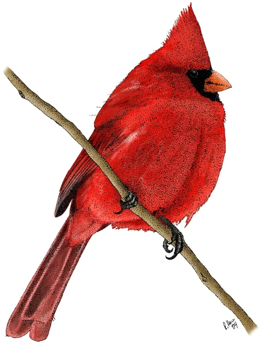 Framed Print : Northern Cardinal Framed Print : Northern Cardinal