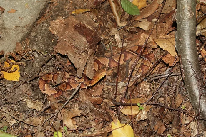 Framed Print : Northern Copperhead Framed Print : Northern Copperhead