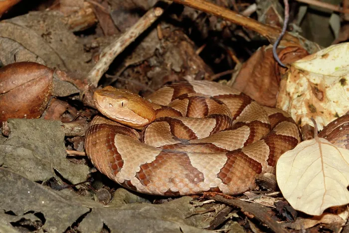 Framed Print : Northern Copperhead on leaf litter Framed Print : Northern Copperhead on leaf litter
