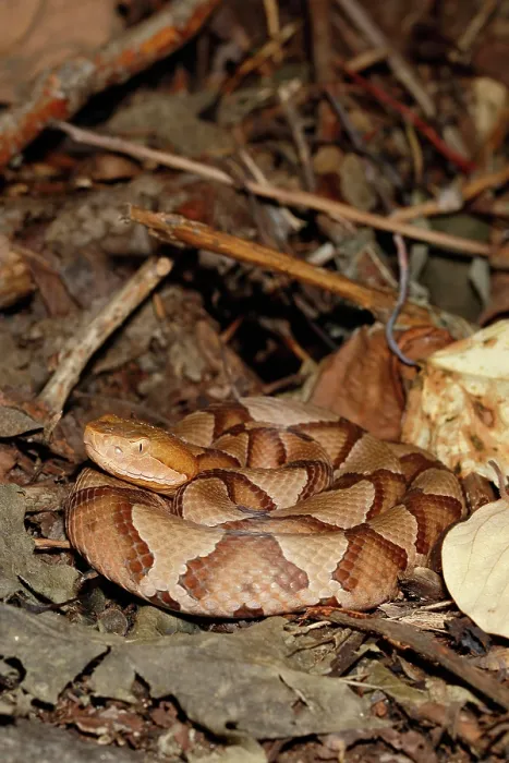 Framed Print : Northern Copperhead on leaf litter Framed Print : Northern Copperhead on leaf litter